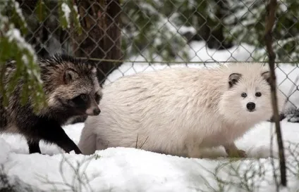 Єнотовидний собака (nyctereutes procyonoides) єнотовидний собака, поведінка сплячка житло (собака) Єнотовидний собака (nyctereutes procyonoides) єнотовидний собака, поведінка сплячка житло