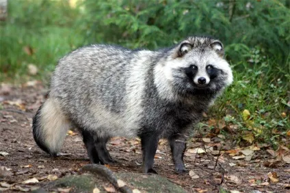 Єнотовидний собака (nyctereutes procyonoides) єнотовидний собака, поведінка сплячка житло (procyonoides) Єнотовидний собака (nyctereutes procyonoides) єнотовидний собака, поведінка сплячка житло