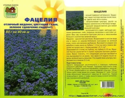 Фацелія як сіяти
