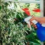 Фікус хворіє що робити фото та плями, якщо скидає листя після пересадки і не росте як (наліт гілках листі) Фікус хворіє що робити фото та плями, якщо скидає листя після пересадки і не росте як