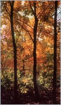 Флора і фауна землі - в листяному лісі (Європейської частини СРСР) Флора і фауна землі - в листяному лісі