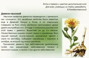 Фітотерапія при лікуванні атеросклерозу судин (судин) Фітотерапія при лікуванні атеросклерозу судин