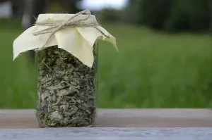 Фітотерапія при лікуванні атеросклерозу судин (атеросклерозу) Фітотерапія при лікуванні атеросклерозу судин