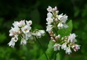 Фітотерапія при лікуванні атеросклерозу судин (лікуванні) Фітотерапія при лікуванні атеросклерозу судин