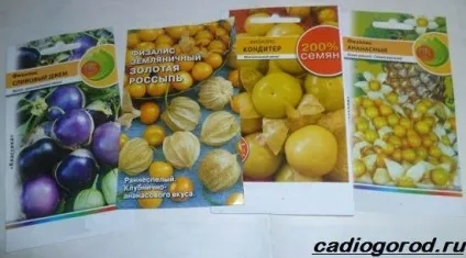 фізаліс квітка
