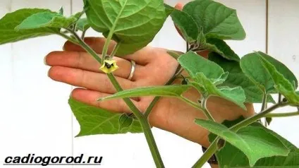 фізаліс квітка