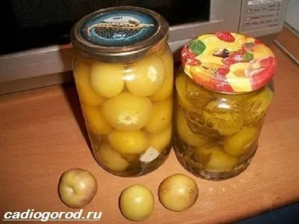 фізаліс квітка