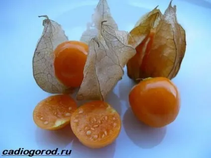 фізаліс квітка