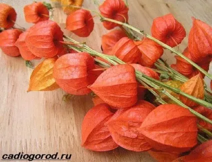 фізаліс квітка