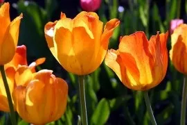 Де брати фото для блогу як знайти і використовувати