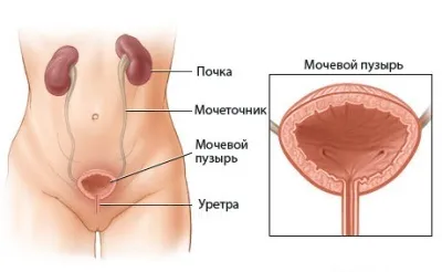 Де знаходиться сечовий міхур 1 (сечі сечових шляхах) Де знаходиться сечовий міхур 1