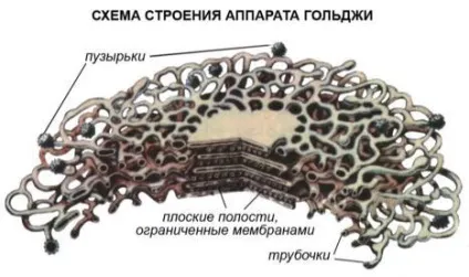 Функції комплексу Гольджі