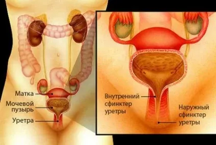Де знаходиться сечовий міхур і як він улаштований (знаходиться сечовий міхур) Де знаходиться сечовий міхур і як він улаштований