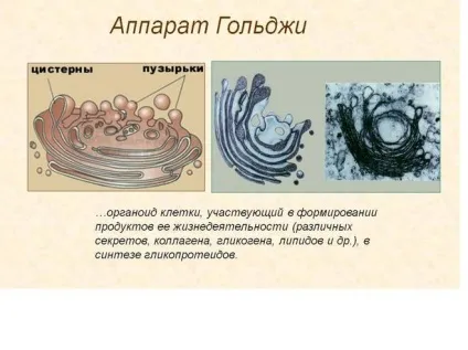 Функції комплексу Гольджі