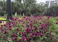 Гомфрена декоративні види з фото, вирощування з насіння, догляд, висушування (вирощування) Гомфрена декоративні види з фото, вирощування з насіння, догляд, висушування