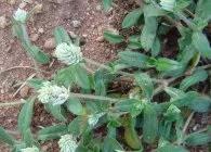 Гомфрена декоративні види з фото, вирощування з насіння, догляд, висушування (гомфрена) Гомфрена декоративні види з фото, вирощування з насіння, догляд, висушування