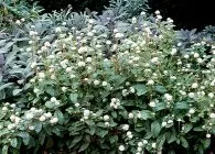 Гомфрена декоративні види з фото, вирощування з насіння, догляд, висушування (гомфрена) Гомфрена декоративні види з фото, вирощування з насіння, догляд, висушування