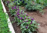 Гомфрена декоративні види з фото, вирощування з насіння, догляд, висушування (гомфрена) Гомфрена декоративні види з фото, вирощування з насіння, догляд, висушування