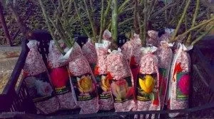 Голландські троянди особливості вирощування, кращі сорти, фото, опис (опис) Голландські троянди особливості вирощування, кращі сорти, фото, опис
