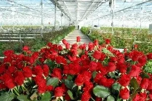 Голландські троянди особливості вирощування, кращі сорти, фото, опис (голландські троянди) Голландські троянди особливості вирощування, кращі сорти, фото, опис