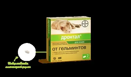 Гельмінтоз у кішок