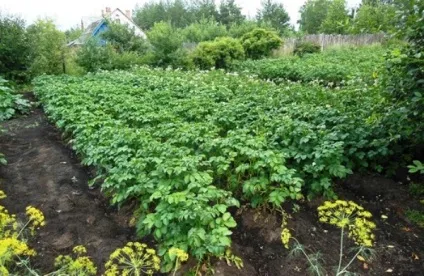 Глибина посадки картоплі підготовка грунту і висадка культури (грунту) Глибина посадки картоплі підготовка грунту і висадка культури