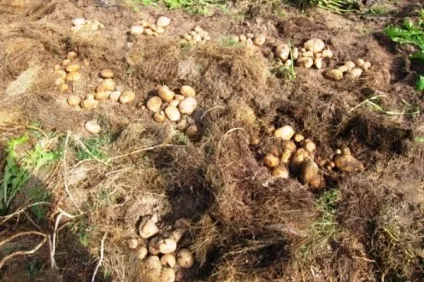 Глибина посадки картоплі підготовка грунту і висадка культури (посадки) Глибина посадки картоплі підготовка грунту і висадка культури