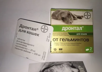 Глисти у кішок, опис симптомів і способів лікування, відео інструкція (кішок) Глисти у кішок, опис симптомів і способів лікування, відео інструкція