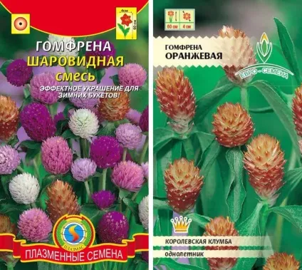 Гомфрена фото, опис рослини, вирощування з насіння, посадка, догляд (фото) Гомфрена фото, опис рослини, вирощування з насіння, посадка, догляд