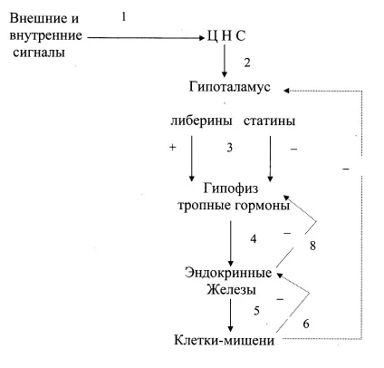 Глава 12 гормони - загальна характеристика і механізми дії (дії) Глава 12 гормони - загальна характеристика і механізми дії