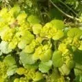 Гуннера - розмноження, посадка і догляд (догляд) Гуннера - розмноження, посадка і догляд