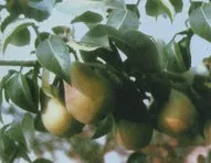 груша звичайна