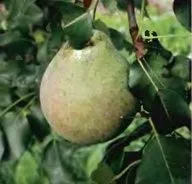 груша звичайна