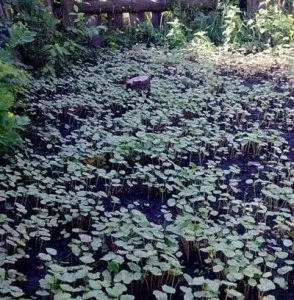 Гречка фото як цвіте поля і сади, гречка і гречана каша, рецепти і дієта (як цвіте гречка фото) Гречка фото як цвіте поля і сади, гречка і гречана каша, рецепти і дієта