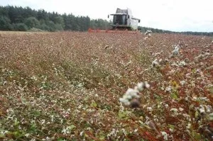 Гречка фото як цвіте поля і сади, гречка і гречана каша, рецепти і дієта (гречана) Гречка фото як цвіте поля і сади, гречка і гречана каша, рецепти і дієта