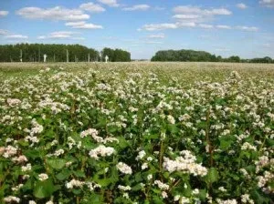 Гречка фото як цвіте поля і сади, гречка і гречана каша, рецепти і дієта (як цвіте гречка фото) Гречка фото як цвіте поля і сади, гречка і гречана каша, рецепти і дієта