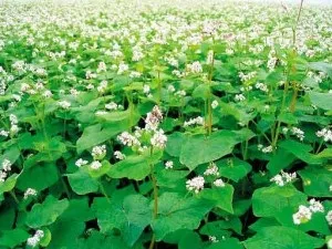 Гречка фото як цвіте поля і сади, гречка і гречана каша, рецепти і дієта (поля) Гречка фото як цвіте поля і сади, гречка і гречана каша, рецепти і дієта