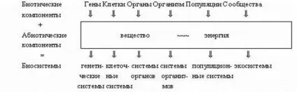 Ієрархія рівнів організації