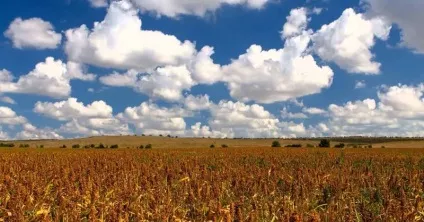 Гречка як росте гречка, як цвіте посівна, плоди рослини, крупи вУкаіни (посівна) Гречка як росте гречка, як цвіте посівна, плоди рослини, крупи вУкаіни