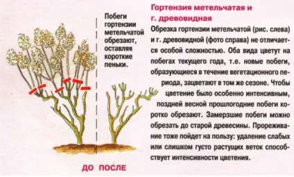 Гортензія волотисте обрізка восени і навесні (обрізка) Гортензія волотисте обрізка восени і навесні