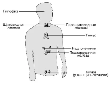 Гормони - механізм дії - перший доповідь (життєдіяльність) Гормони - механізм дії - перший доповідь