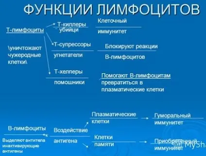 Імунна система