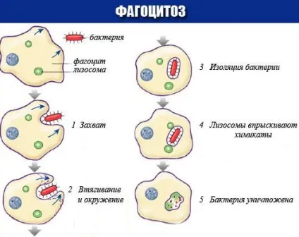 Імунна система