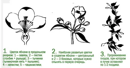 Штучне запилення плодових дерев