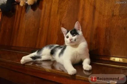 Історія кошеня, який дуже хотів жити (історія) Історія кошеня, який дуже хотів жити