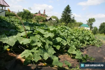 Історія зі смаком