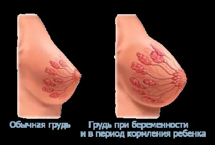 Інволюція грудного вигодовування ознаки (грудного) Інволюція грудного вигодовування ознаки