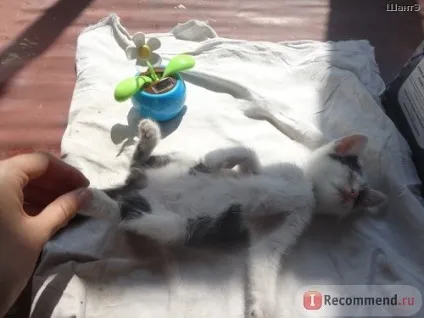 Історія кошеня, який дуже хотів жити (історія) Історія кошеня, який дуже хотів жити