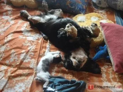 Історія кошеня, який дуже хотів жити (історія) Історія кошеня, який дуже хотів жити