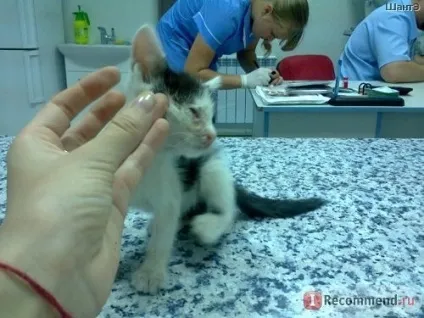 Історія кошеня, який дуже хотів жити (історія) Історія кошеня, який дуже хотів жити